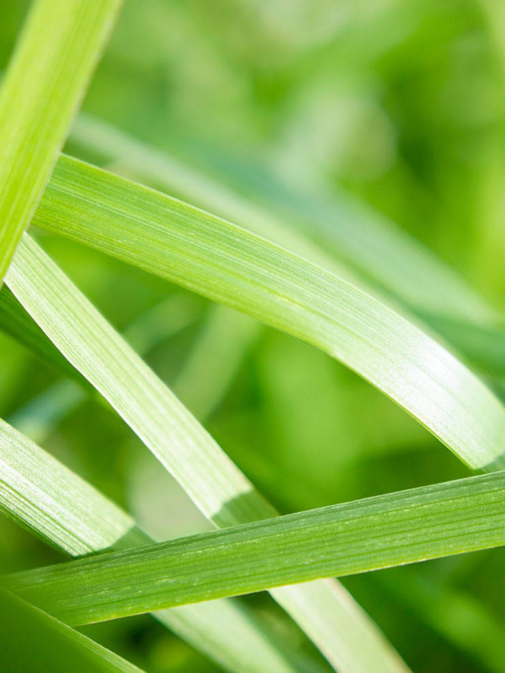 Meadow-Graze XL